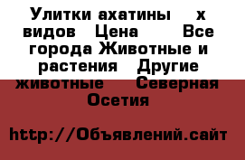 Улитки ахатины  2-х видов › Цена ­ 0 - Все города Животные и растения » Другие животные   . Северная Осетия